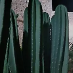 Pandera *